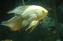 Best oscar fish tank mate