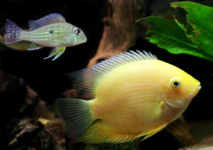 oscar fish care tips