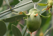 jojoba oil for face acne wrinkles